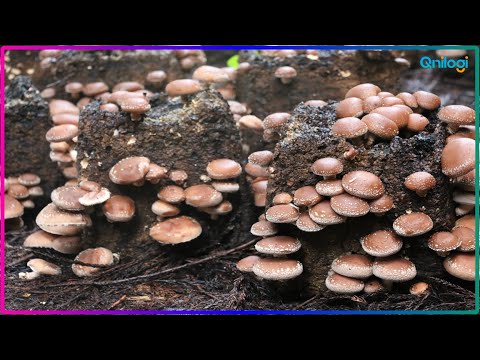 How Japanese Farming Millions of Shiitake Mushroom in Forest - Unveiling Shiitake Mushroom Farm