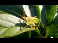 Sound of Grasshopper (Katydid)