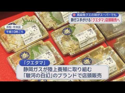 YouTube Video クエタマが遠鉄ストアで販売開始　静岡ガスが陸上養殖したブランド魚