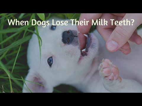 When Dogs Lose Their Milk Teeth?