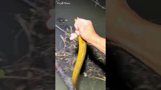 Download lagu Skill menangkap belut #tajuralam #fishing #belut #mancingmania mp3