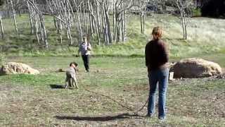 preview picture of video 'High On Kennels Hunt Training Wirehaired Pointing Griffon Dogs'