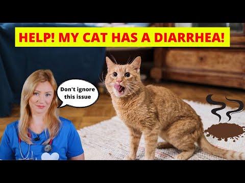 My Cat Has a Diarrhea! What Should I do? (Vet Explains)