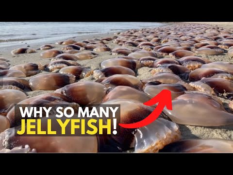 Why Are Jellyfish Taking Over Our Oceans?