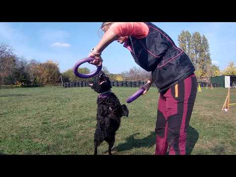 Puller - B.Fly Agility Team