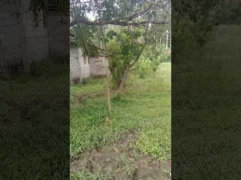 406 sqm lot along Lopez-Catanauan Road is now for Sale! Php 600K