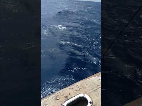 Deep-sea fishing Antigua 🇦🇬