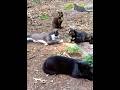 Tortie Slaps Hiss Runs Off Gray Tabby Shorts