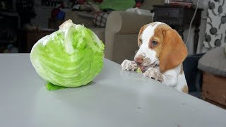 Clumsy Puppy Steals Lettuce: Cute Puppy Potpie & Funny Dog Maymo by Maymo