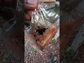 Check The Development Of Stingless Bees 5 Days After The Honey Is Harvested Kelulut Stinglessbee