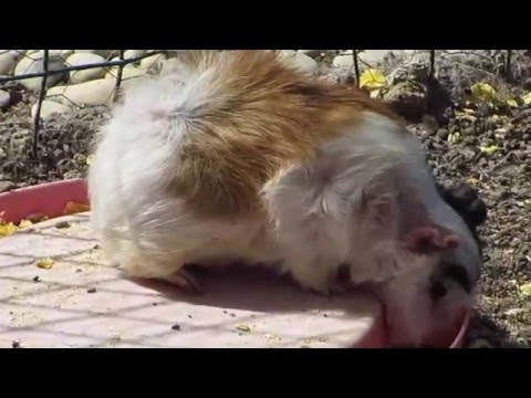 Fattoria il bruco - porcellino d'india