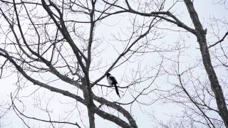preview picture of video '【動物】　白黒カラー何の鳥かな？　in ウトナイ湖　 : プラタルッソ札幌　（バリ雑貨）'