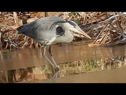 Urban Nature: Black Crowned Night Heron