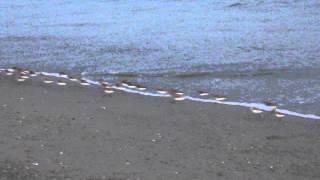 preview picture of video '2013-07-23 17:40 LBC, Belmont Shore - Tiny Birds Playing in the Surf'