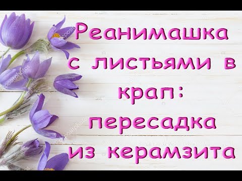 ОРХИДЕЯ-РЕАНИМАШКА с листьями в крап:почему пересаживаю из керамзита?