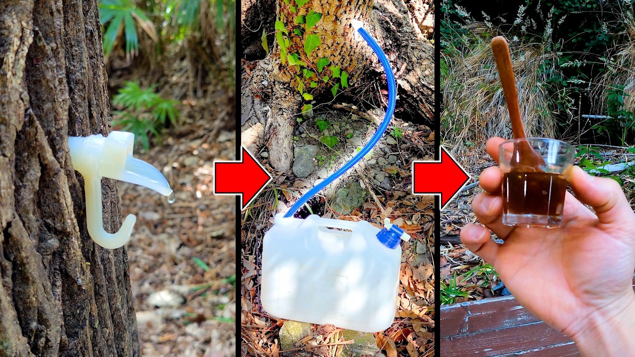木から樹液をしぼり取って食べてみたらヤバ過ぎた・・・