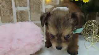 ハーフ犬の動画01