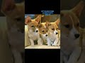 Welsh Corgi Pembroke dogs for sale: Cleopatra - Video 1