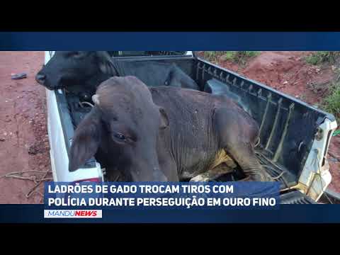 Cattle thieves exchange gunfire with police during chase in Ouro Fino