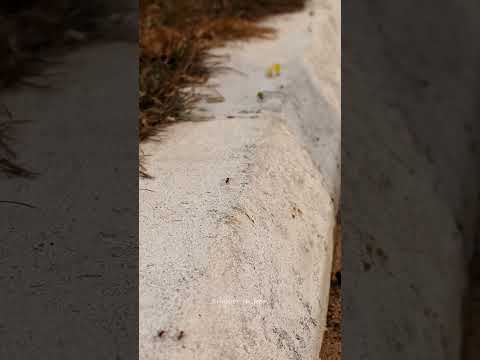 Un mundo trabajador #hormigas #canon #canoncolombia #canonphotography #viajeros_en_foco #aguazul