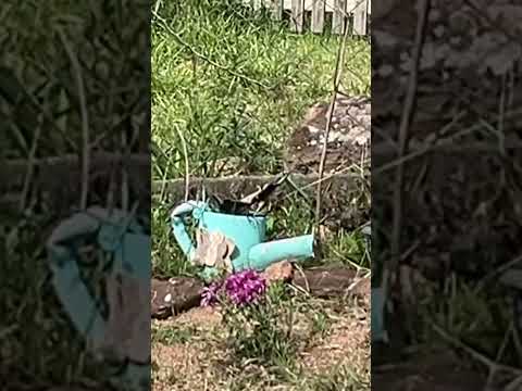 #nature #sitio #Munhoz #minasgerais