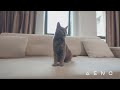 Belaidis dulkių siurblys šluota Aeno Cordless vacuum cleaner SC3, Turbo režimas, su led pašvietimu, plaunamas filtras