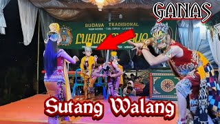 Download lagu Sutang Walang Penari ganas❗LUHUR BUDAYA || Pagersampang Pagerejo || Kertek wonosobo mp3