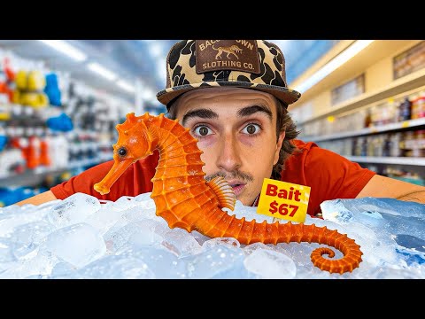 I Raised a Grocery Store Seahorse as a Pet