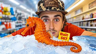 Download lagu I Raised a Grocery Store Seahorse as a Pet mp3