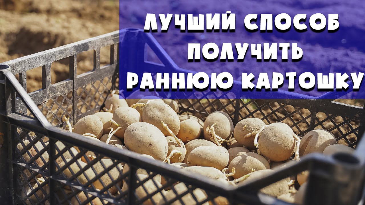 Как получить урожай ранней картошки раньше на 20 дней?