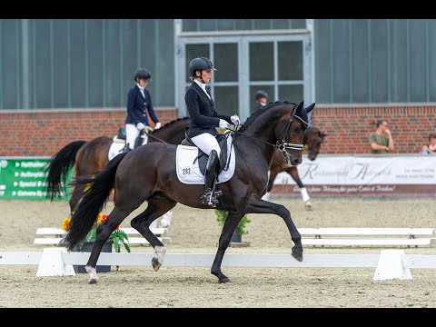 Don Romance PS - Stallion Collection Schockemoehle & Helgstrand 2021 ENG