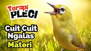 Download lagu Cuit Cuit Bongkar Isian, Pancingan Pleci Bongkar Isian mp3 Download lagu Cuit Cuit Bongkar Isian, Pancingan Pleci Bongkar Isian mp3