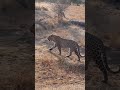 Boity Modiehi Thulo Narina Lodge Lion Sands Tinga And Narina Sabie Park Game Reserve Kruger