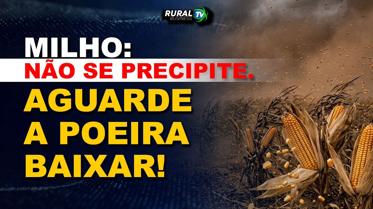 MILHO: NÃO SE PRECIPITE. AGUARDE A POEIRA BAIXAR!