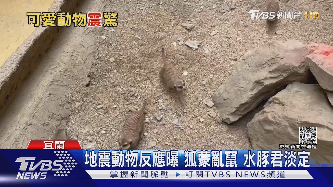 強震驚醒蘭陽園區袋鼠亂竄 「這動物」淡定散步網驚呆