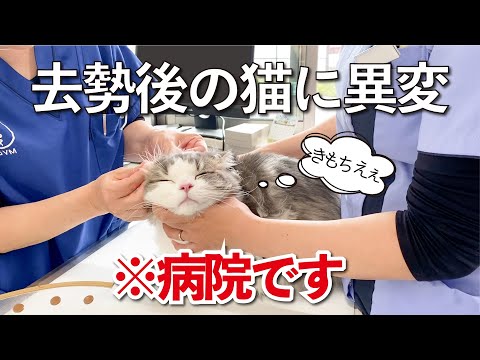 メス猫の去勢後の危険信号