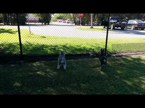 Dogie Park Police... He's coming for you!