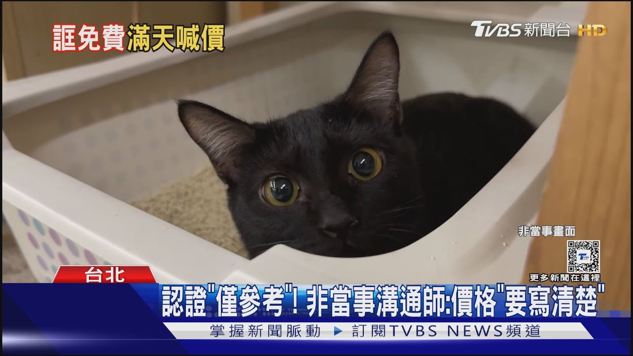 溝通師「幫找貓不收費」！飼主：亂喊價變3千5
