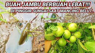 Download lagu Rejeki Nomplok Mancing Belut Dapat Buah Jambu Banyak! mp3