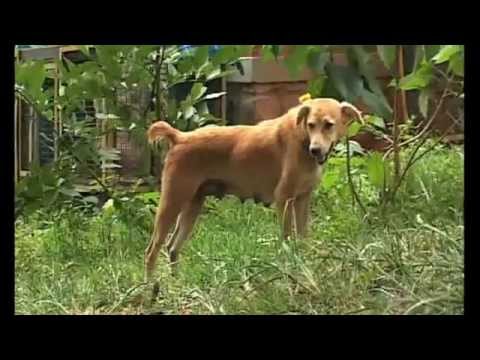 Bhoomiyude Avakasikal...(ഭൂമിയുടെ അവകാശികള്‍)