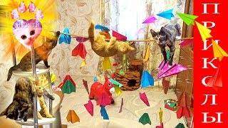 КОтИки и САмоЛёТиКи!!! ПРИКОЛЫ:))) КОШКИ:)