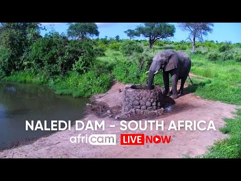 Naledi Wildlife Cam