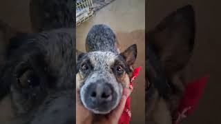 Video preview image #1 Australian Shepherd Puppy For Sale in Rutherfordton, NC, USA