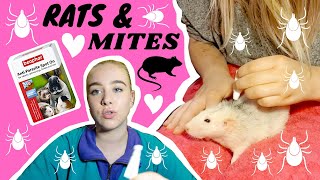 MY RATS HAVE MITES?? What to do when this happens