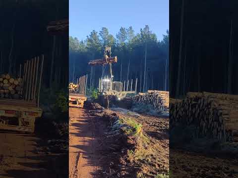 linda helada en Garruchos Corrientes en tala  rasa de #pinus con #harvester #forwarder #komatsu