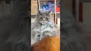 Download lagu Cute Cat #cutecat #cutecatshort #cuteanimals #kucing #kucinglucu #kucingimut mp3 Download lagu Cute Cat #cutecat #cutecatshort #cuteanimals #kucing #kucinglucu #kucingimut mp3