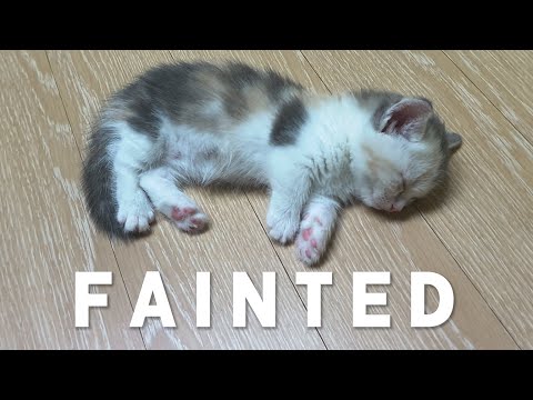 The Baby Kitten Fainted After Pooing!