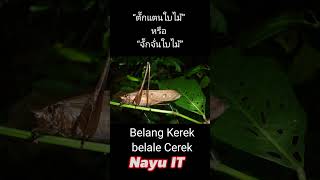 Download lagu เสียงตั๊กแตนใบไม้,บลาแลกือแระ,เสียงบลาแลจือเระ,SuarabelalangKerek,Suarabelalangcerek mp3