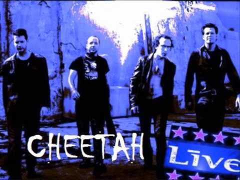 Cheetah video thumbnail