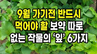9월 가기 전 반드시 수확해 먹어야 하는 보약이 따로 없는 작물의 잎 6가지